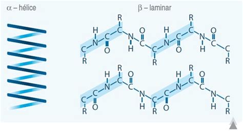 Ilustración mostrando la estructura molecular de los pentapéptidos y su rol en el metabolismo graso