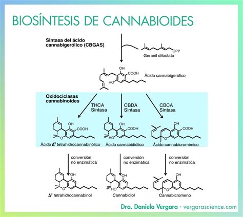 Diagrama que ilustra la biosíntesis de cannabinoides y terpenos en la planta de cannabis, mostrando los tricomas glandulares.