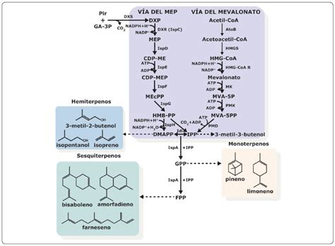 Esquema detallado de las rutas del mevalonato (MVA) y del metil-D-eritritol-4-fosfato (MEP) para la biosíntesis de isoprenoides.