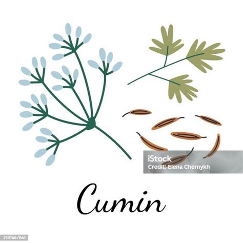 Ilustración de semillas de comino y hojas verdes