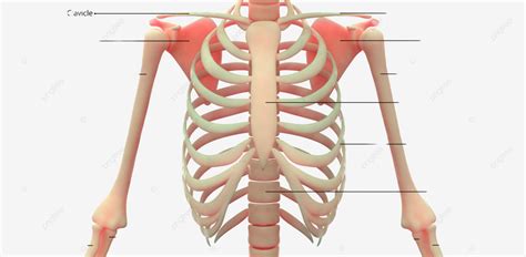 Diagrama del esqueleto humano con énfasis en la protección de órganos internos
