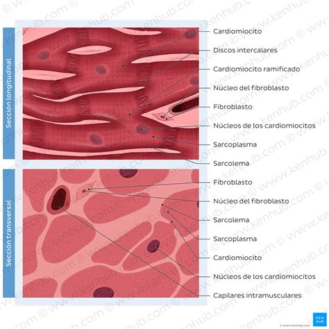 Ilustración comparativa de la estructura microscópica de músculo estriado y liso