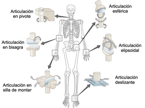 Ilustración mostrando los diferentes tipos de articulaciones: bisagra, pivote y esférica