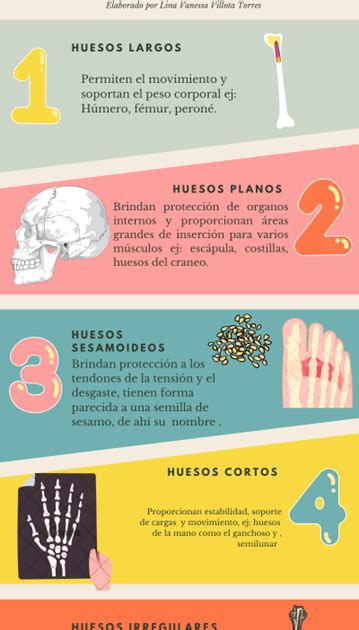 Infografía detallada de los tipos de huesos y sus ejemplos