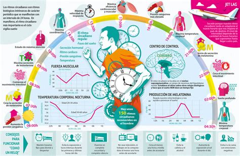 infografía explicando el balance calórico y la influencia de los ritmos circadianos en el metabolismo
