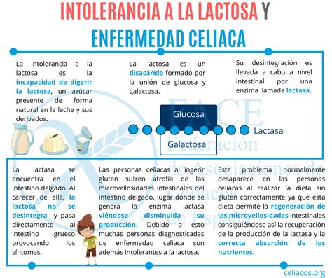 diagrama explicando la intolerancia a la lactosa y la enfermedad celíaca.