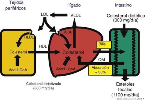 Diagrama de la vía del colesterol y su relación con la expresión de GLUT4.
