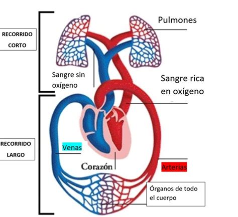 Esquema que ilustra la acción vasoconstrictora y estimulante de la circulación sanguínea de la cafeína en la piel.