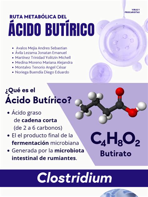 Infografía sobre la acción del ácido butírico en la mucosa intestinal.