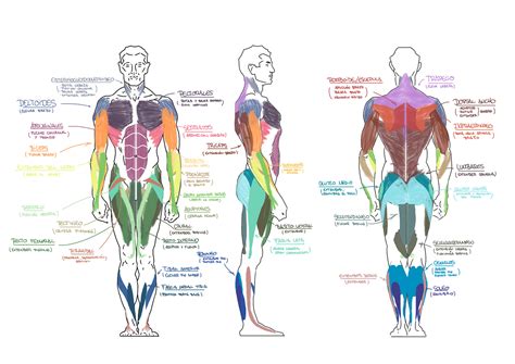 Ilustración anatómica del cuerpo humano destacando la musculatura