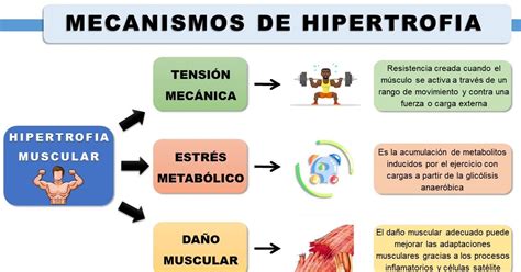 Diagrama esquemático de las tres vías de la hipertrofia muscular: tensión mecánica, estrés metabólico y daño muscular.