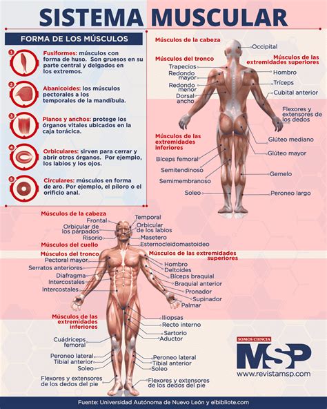 Infografía comparativa entre tonificación muscular y definición muscular.