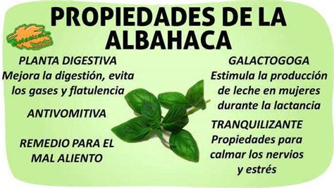 Infografía detallando las propiedades de la albahaca para la pérdida de peso: diurética, depurativa, saciante, carminativa, estimulante y aromática.
