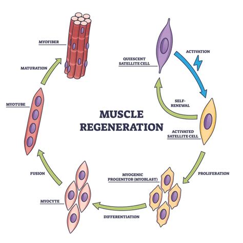 Diagrama del ciclo de recuperación muscular