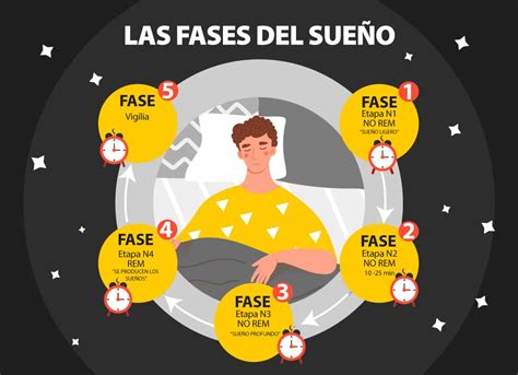 Ilustración de las fases del sueño y su relación con la recuperación muscular