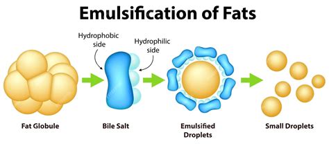 esquema del proceso de emulsificación de grasa con ultrasonido