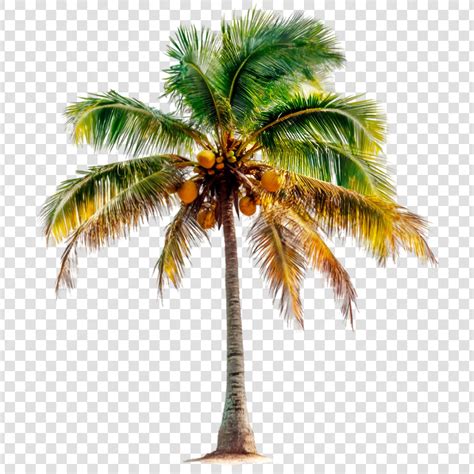 Palmera de coco con cocos maduros en la playa.