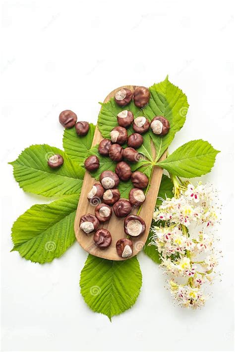 Montón de castañas recién cosechadas con hojas secas.