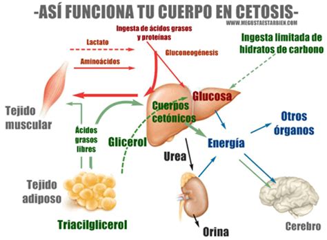 Ilustración gráfica del proceso de cetosis en el cuerpo humano