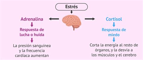 esquema sobre la influencia del sueño y el estrés en las hormonas relacionadas con el apetito y el almacenamiento de grasa