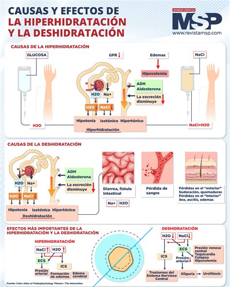 Ilustración o gráfico mostrando el cuerpo humano y los efectos de la deshidratación.