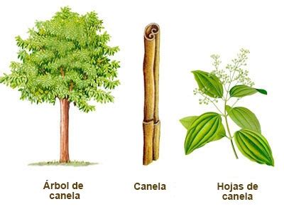 Ilustración de la corteza de canela y sus diferentes presentaciones