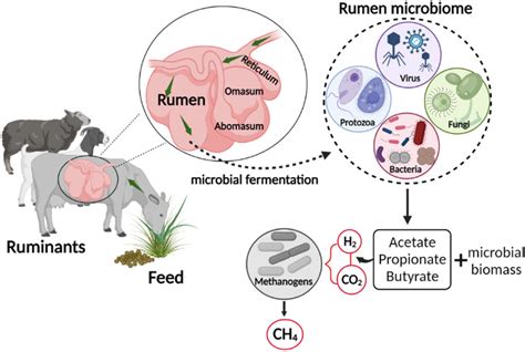 Diagrama esquemático del rumen y su funcionamiento microbiano.