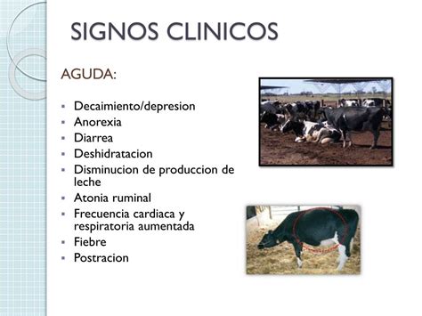 Cabras afectadas por acidosis ruminal, mostrando signos de deshidratación y letargo.