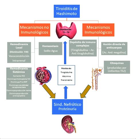 Diagrama explicativo de los mecanismos fisiopatológicos de la CADE asociada a iSGLT2 y dietas cetogénicas