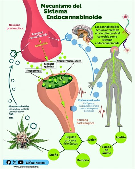 Gráfico esquemático del sistema endocannabinoide y su relación con la ingesta de alimentos y el metabolismo.