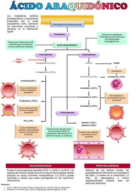 Infografía comparativa del ácido araquidónico (Omega-6) y el ácido araquídico (ácido graso saturado), destacando sus fuentes y funciones.