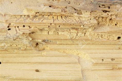 Microscopio mostrando la estructura de la madera afectada por carcoma.