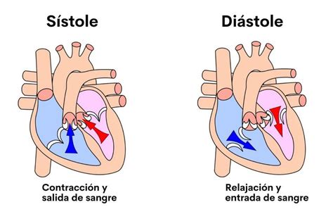Gráfico comparativo de IC-FEr e IC-FEp mostrando la sístole y diástole de un corazón sano, con fracción de eyección reducida y con fracción de eyección preservada.