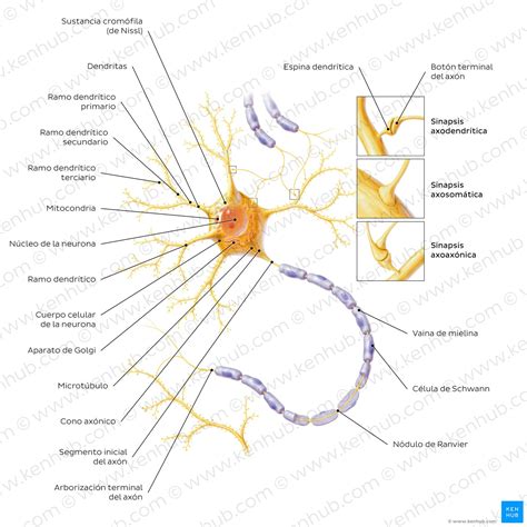 Ilustración de una neurona con marcadores de protección y anti-inflamatorios, representando el efecto neuroprotector del CLA.