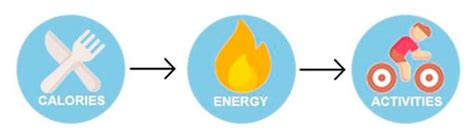 Diagrama que ilustra la relación entre calorías, energía y grasa corporal.