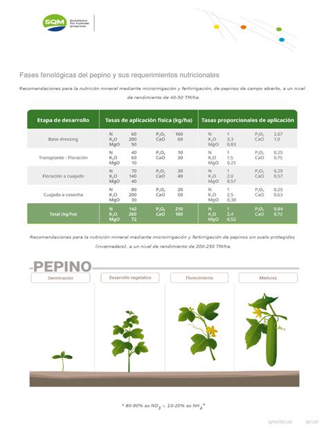 tabla nutricional comparativa del pepino con otras verduras populares en dietas de adelgazamiento, destacando su bajo contenido calórico y alto contenido de agua.