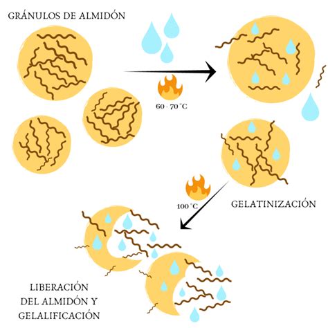 esquema: gelatinización del almidón durante la cocción