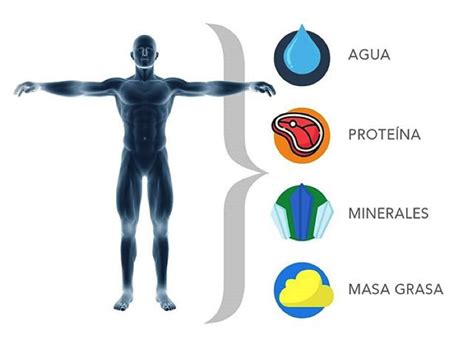 Ilustración de los diferentes métodos de medición de la composición corporal: plicómetro, BIA, Bod Pod y DXA