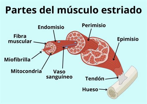 Esquema detallando las vías metabólicas del músculo esquelético y dónde ocurren los defectos en las miopatías metabólicas.