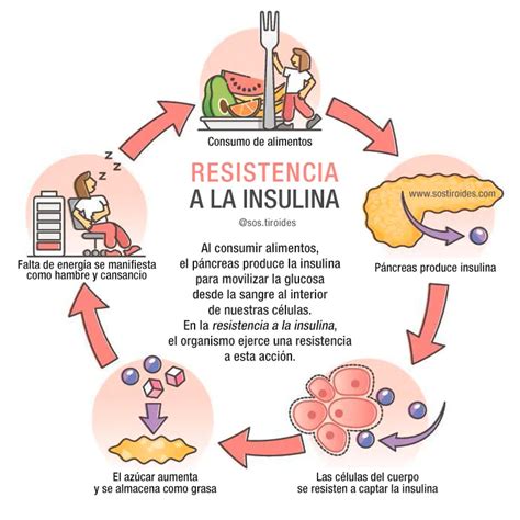 Infografía explicando el mecanismo de resistencia a la insulina durante el embarazo
