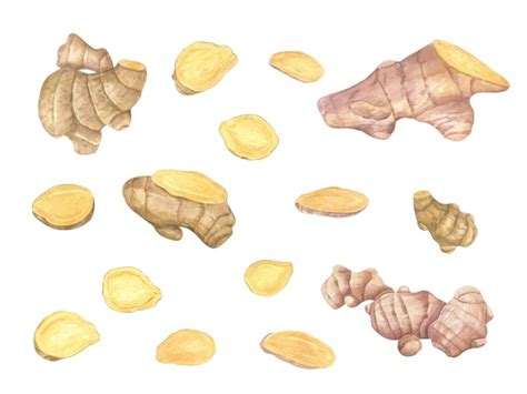 Ilustración de raíz de jengibre fresca y cortada, mostrando su textura fibrosa.