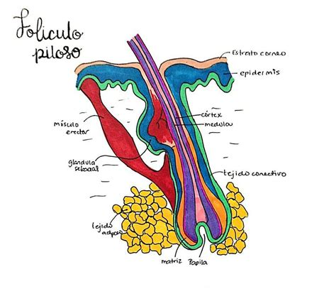 Esquema comparativo de un folículo piloso con y sin tratamiento estimulante.