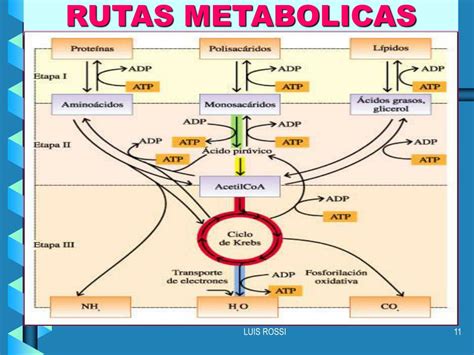 Diagrama de una vía metabólica simple con enzimas interconectadas.