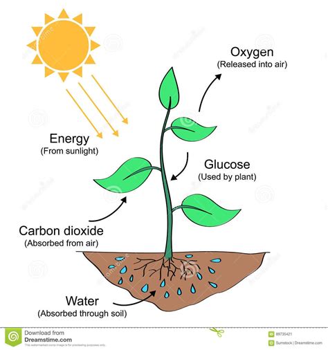Ilustración del proceso de fotosíntesis anaerobia utilizando H2S como donador de electrones.
