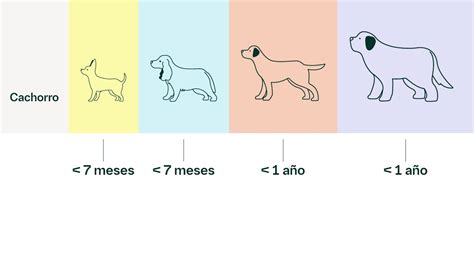 Diagrama de la condición corporal de un perro, mostrando las distintas fases de peso ideal, sobrepeso y bajo peso.