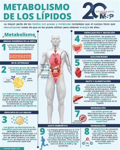 infografía comparativa de metabolismos lentos y rápidos