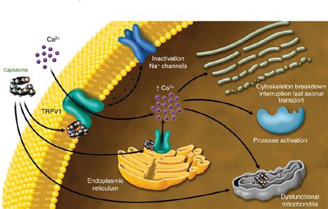 diagrama mostrando cómo la capsaicina interactúa con los receptores TRPV1