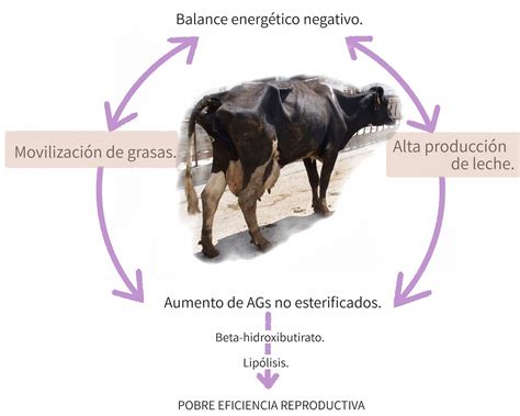 Diagrama ilustrando el balance energético negativo en vacas lecheras postparto y la movilización de grasa hacia el hígado.