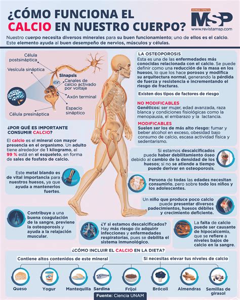 Diagrama que ilustra la distribución del calcio en el cuerpo humano: huesos, sangre y tejidos.