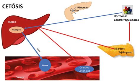 Diagrama del ciclo metabólico de la cetosis, mostrando la conversión de grasas en cetonas.